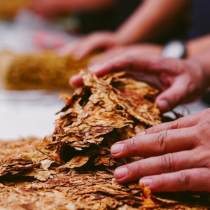 Во Владимирскую область привезли табачные листы из Замбии