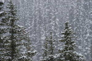 Во Владимире 59-летнего мужчину с бородой и усами нашли живым