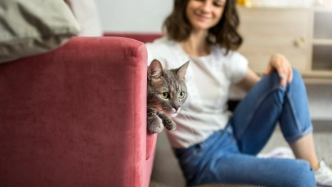 ВТБ выяснил: новоселье с кошки начинает половина россиян 