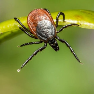 Гайд «День во Владимире». Что такое клещевой энцефалит и как от него спастись
