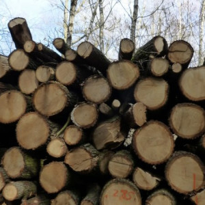 Вырубка деревьев в парке «Дружба» во Владимире привела к уголовному делу