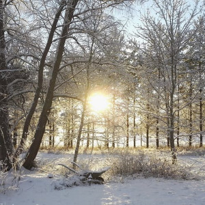 Прогноз погоды во Владимирской области на 6 декабря