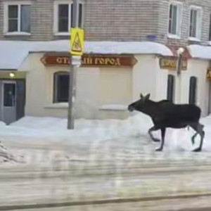 На улицах Коврова заметили живого лося