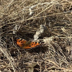 Прогноз погоды во Владимире и области на 7 апреля