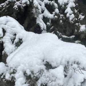 Во Владимирской области заморозки продержатся до конца марта