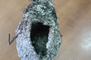 В Меленковском районе нашли гнездо краснокнижного ремеза