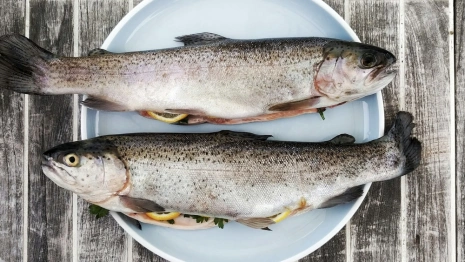 Во Владимирской области нашли 21 опасную пробу рыбы