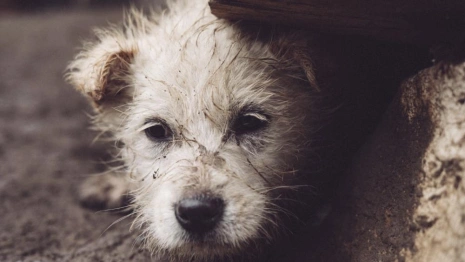 На жителей Владимирской области возложили ответственность по отлову бродячих животных