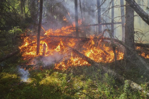 Во Владимирской области назвали районы с наивысшим классом пожарной опасности