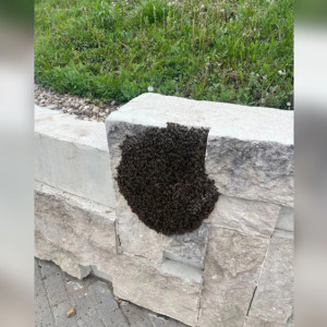 Прохожих в центре Владимира напугал рой пчел