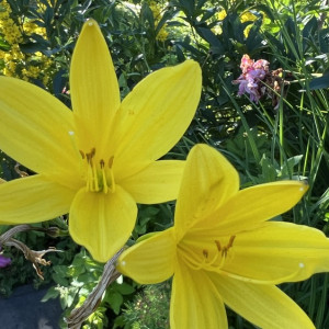 Рабочая неделя во Владимирской области закончится дождями и похолоданием