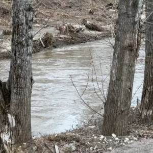 Во Владимире перестанут белить деревья