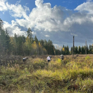 В Судогодском районе высадили сосну