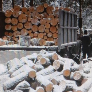 В Кольчугино мужчина вырубил березы и ели на 2 млн рублей