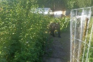 В Александровском районе заметили бурого медвежонка