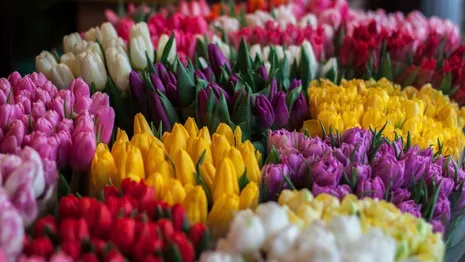 Во Владимир привезли миллион голландских тюльпанов