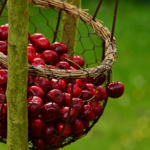 Во Владимире впервые после 2-летнего перерыва состоится «Вишневый Спас»