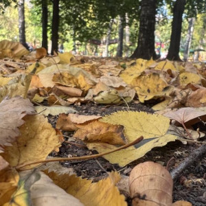 Выходные во Владимирской области начнутся с прохлады и закончатся теплом