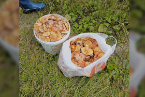 Рыжики, подберезовики и белые. Владимирские грибники похвастались уловом