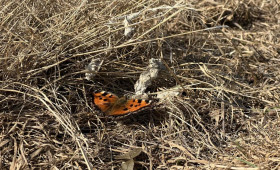 Прогноз погоды во Владимирской области на 1 мая 2026 года