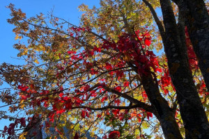 Прогноз погоды во Владимире и области на 19 октября