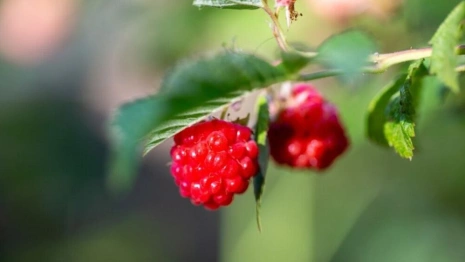 Ольгин день: что можно и нельзя делать 24 июля
