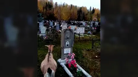 Во Владимирской области козы вытоптали могилы на кладбище