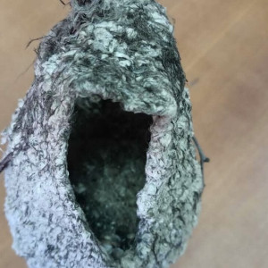 В Меленковском районе нашли гнездо краснокнижного ремеза