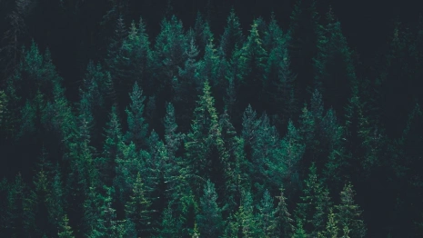 Во Владимирской области пропавшего мужчину с бородой нашли мертвым