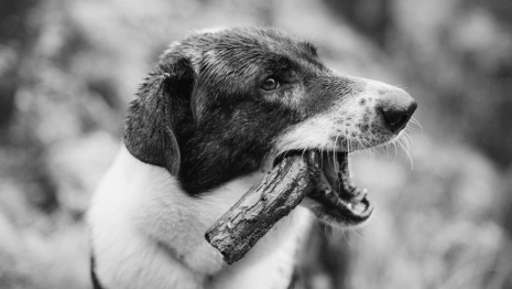 В СНТ в Петушинском районе ввели карантин по бешенству