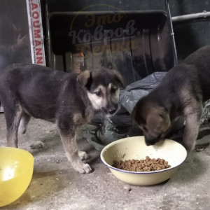 Жители Камешково попросили помочь пяти брошенным на пилораме щенкам