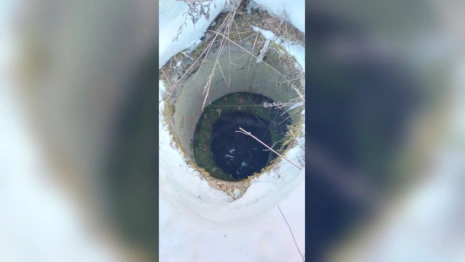 Во Владимирской области собака провалилась в открытый люк