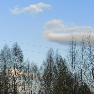 Гусеницы шелкопряда массово объели урожай и деревья во Владимирской области