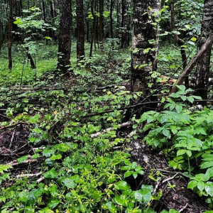 Вырубка леса в урочище под Суздалем привела к уголовному делу