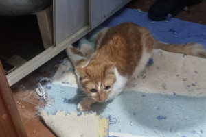 Во Владимире спасли котенка с застрявшей под ванной лапой