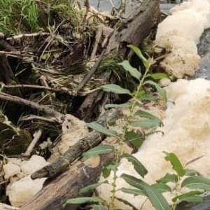 Прокуратура потребовала возбудить уголовное дело из-за загрязнения реки Пекша в Кольчугино