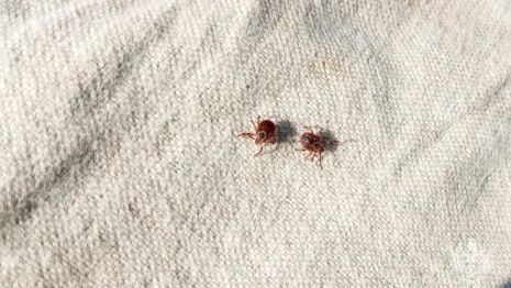 Клещи: как защититься и что делать после их присасывания