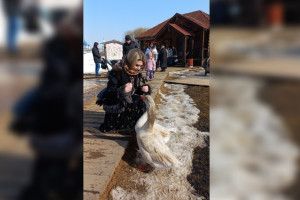 Во Владимиро-Суздальском музее-заповеднике прокомментировали запрет гусиных боев