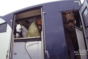 Владимирские ветврачи осмотрели 9 лошадей перед отправкой в Узбекистан