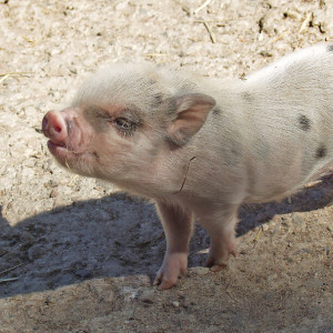 Во Владимирской области хозяевам уничтоженных из-за АЧС свиней выплатят 3,5 млн