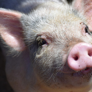 Во Владимире ликвидировали очаг африканской чумы свиней