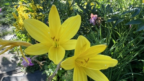 Прогноз погоды во Владимирской области на 12 июня 2025 года