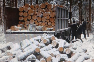 В Кольчугино мужчина вырубил березы и ели на 2 млн рублей