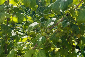 Прогноз погоды во Владимире и области на 7 июля