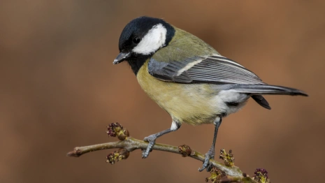 Акиндинов день: что нужно сделать 15 ноября, чтобы избежать проблем на работе