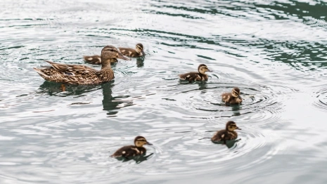 Обнаруженный на Соловьином пруду во Владимире птичий грипп оказался легкой формы