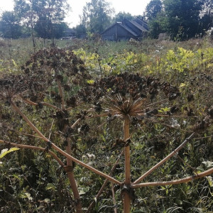 Во Владимирской области борщевик Сосновского заполонил 3,5 тыс. га