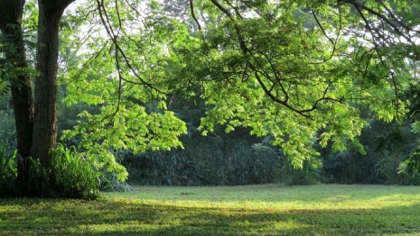 Мэр Владимира предложил доработать проект планировки парка «Дружба»