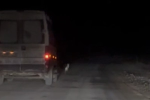 Во Владимирской области гонка зайца с ГАЗелью попала на видео