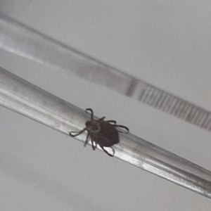 Во Владимирской области клещи укусили почти 3 тыс. человек в 2025 году